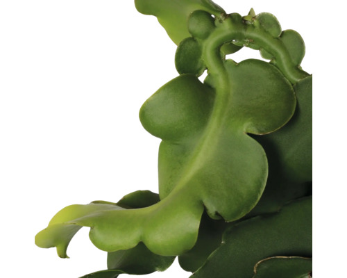 Detailaufnahme einer Epiphyllum-Pflanze mit ihren charakteristischen, grünen Blättern.