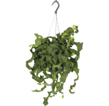 Hängepflanze mit gewellten Blättern in einem Topf mit Haken