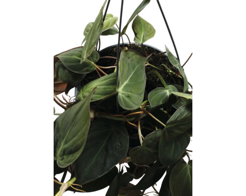 Hängepflanze mit grünen Blättern in einem Topf