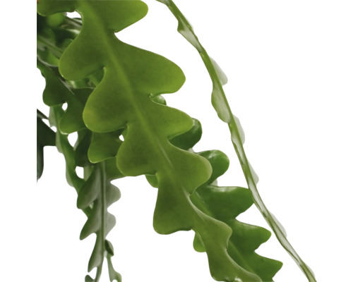 Blätter einer Fischgrätenkaktus Pflanze