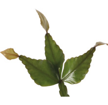 Epiphyllum Blattkaktus Nahaufnahme