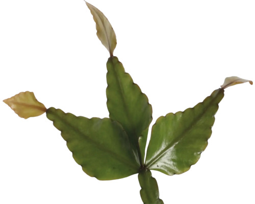 Epiphyllum Blattkaktus Nahaufnahme