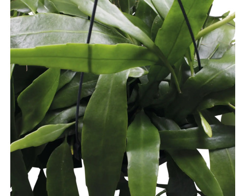 Epiphyllum Blattkakteen Pflanze im Topf