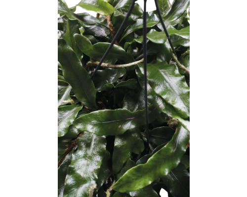 Hängepflanze mit grünen Blättern