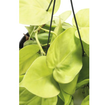 Gelber Kletternder Baumfreund Ampel FloraSelf Philodendron scandens Lemon Lime Ø 17 cm Ampeltopf