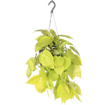 Gelber Kletternder Baumfreund Ampel FloraSelf Philodendron scandens Lemon Lime Ø 17 cm Ampeltopf