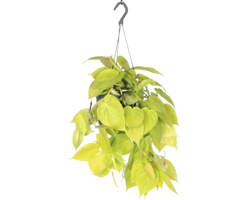Gelber Kletternder Baumfreund Ampel FloraSelf Philodendron scandens Lemon Lime Ø 17 cm Ampeltopf Gelber Kletternder Baumfreund Ampel FloraSelf Philodendron scandens Lemon Lime Ø 17 cm Ampeltopf