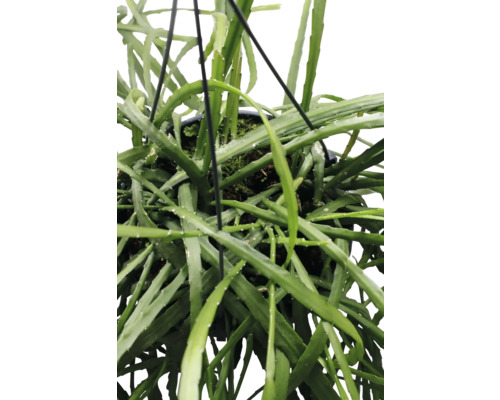 Hängepflanze mit grünen Blättern im Topf