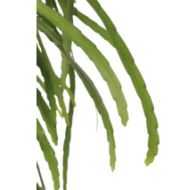 Epiphyllum-Pflanze mit langen, grünen Trieben.