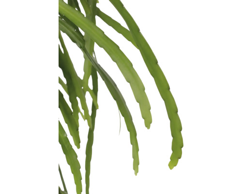 Epiphyllum-Pflanze mit langen, grünen Trieben.