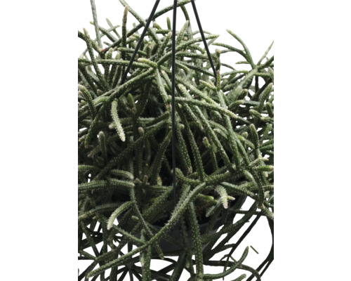 Hängende Rhipsalis Zimmerpflanze in Nahaufnahme