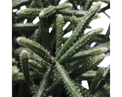 Nahaufnahme eines Rhipsalis-Kaktus mit kleinen Stacheln