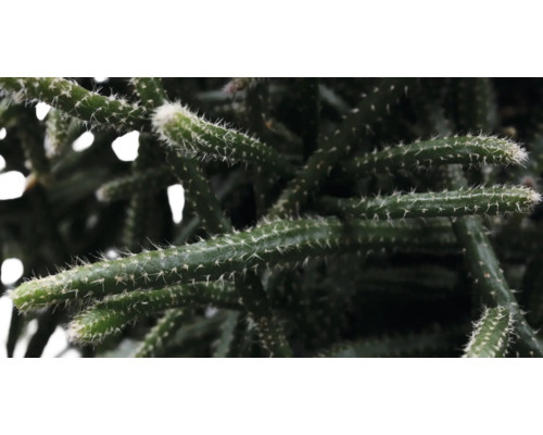 Nahaufnahme eines Kaktus mit Stacheln