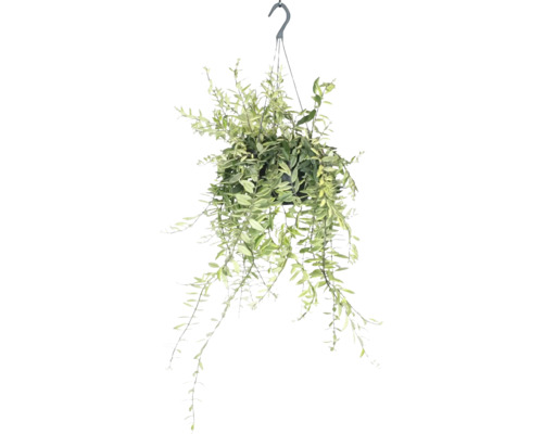Lippenstiftpflanze bicolor, panaschierte Schamblume Ampel FloraSelf Aeschynanthus Bolero Bicolore Ø 17 cm Ampeltopf Hängepflanze mit grünen Blättern in einem Topf, bereit zum Aufhängen