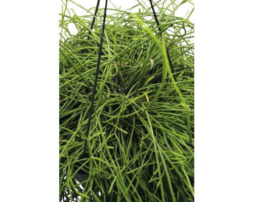 Rutenförmige Zimmerpflanze in Nahaufnahme