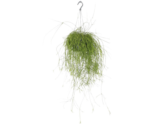Korallenkaktus Ampel FloraSelf Rhipsalis cassutha Ø 17 cm Ampeltopf