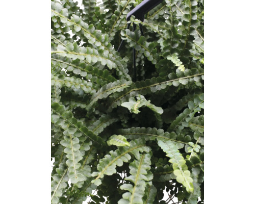 Dichtes Arrangement aus Knopffarnblättern in Nahaufnahme.