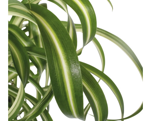 Detailaufnahme einer Grünlilie mit gestreiften Blättern.