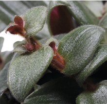 Nahaufnahme einer Tradescantia Zimmerpflanze mit grünen Blättern