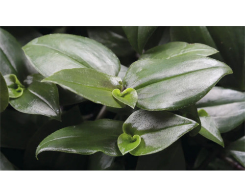 Nahaufnahme einer Tradescantia Pflanze mit grünen Blättern.