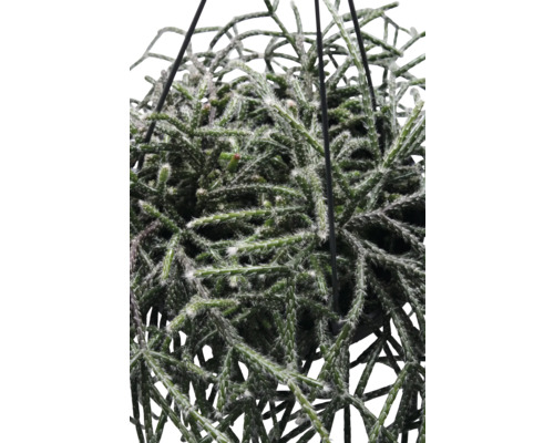 Hängepflanze mit grünen Trieben und zarten weißen Härchen