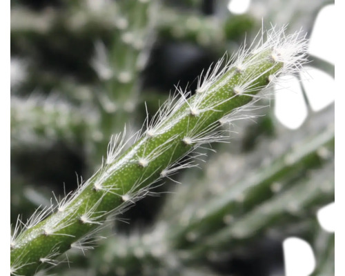 Nahaufnahme eines grünen Kaktus mit weißen Stacheln