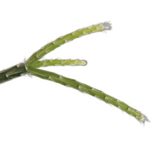 Detailaufnahme eines Rhipsalis-Zweigstücks