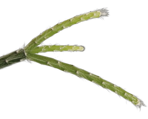 Detailaufnahme eines Rhipsalis-Zweigstücks