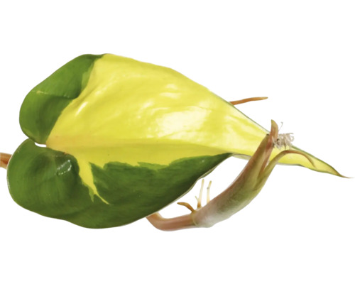 Blatt einer Efeutute mit gelb-grüner Färbung