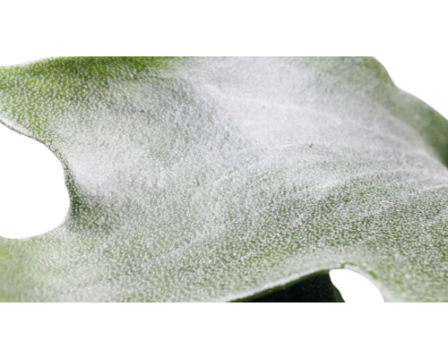 Nahaufnahme eines Blattteils einer Pflanze