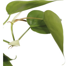 Kletternder Baumfreund Ampel FloraSelf Philodendron scandens Ø 17 cm Ampeltopf