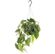 Kletternder Baumfreund Ampel FloraSelf Philodendron scandens Ø 17 cm Ampeltopf