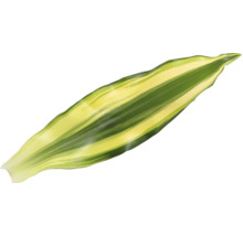 Einzelnes Blatt einer Grünpflanze