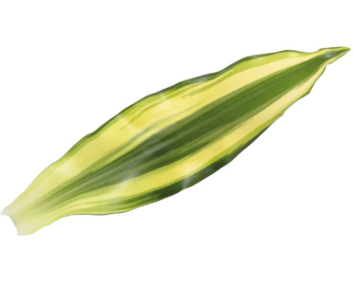 Einzelnes Blatt einer Grünpflanze