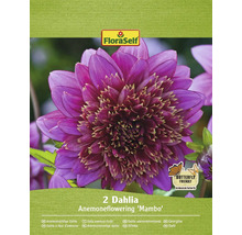Packung mit zwei Anemonenblütigen Dahlien der Sorte ''Mambo''