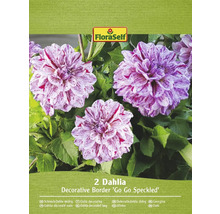 Packung mit zwei niedrig wachsenden Zierdahlien der Sorte Go Go Speckled