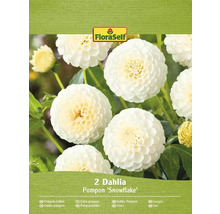 Packung mit zwei FloraSelf Pompon Dahlien Snowflake Blumenzwiebeln