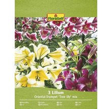 Packung mit 3 Lilien der Sorte Oriental-Trumpet ''Tree lily'' Mix