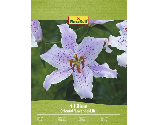 Blumenzwiebel Lilie FloraSelf 'Oriental Lavendel-lila' 4 Stück