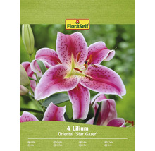 Packung mit vier orientalischen Lilien Star Gazer