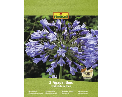 Blumenzwiebel Agapanthus umbellatus, Schmucklilie FloraSelf 'umbelatum blue' 3 Stück