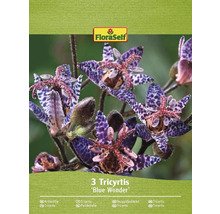 Verpackung mit drei Tricyrtis Blue Wonder Pflanzen