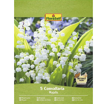 FloraSelf Maiglöckchenpackung mit fünf Convallaria Majalis Pflanzen