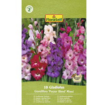 FloraSelf 10 Gladiolen Grandiflora ''Purpur Blend'' Mischung Packung