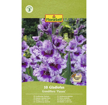 Packung großblumige Gladiolen, Sorte Passos
