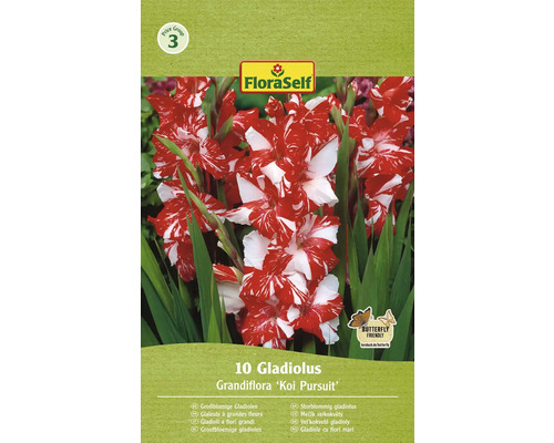 Blumenzwiebel Gladiole FloraSelf 'Koi Persuit' 10 Stück