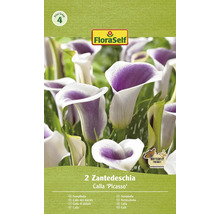 Packung mit 2 Zantedeschia Calla ''Picasso'' Blumenzwiebeln