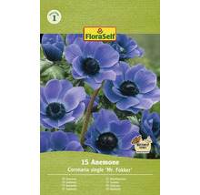 FloraSelf Anemone Coronaria single ''Mr. Fokker'' Packung mit 15 Stück