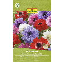 Blumenzwiebel Anemone FloraSelf 'St. Brigid Mischung' 15 Stück
