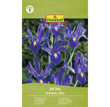 20 Stück holländische Iris Blumenzwiebeln der Sorte Hollandica Blue